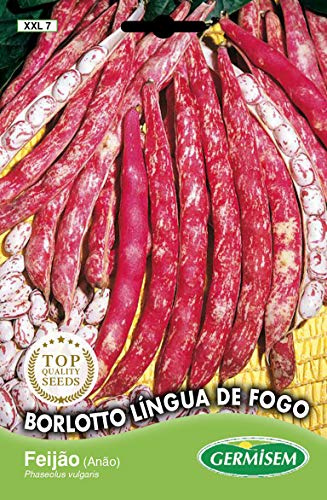 Germisem Buschbohnen LINGUA DE FOGO, mehrfarbig, XXL 7