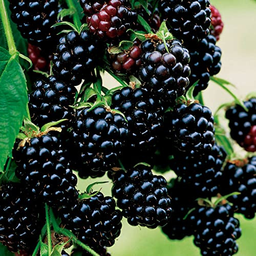 Brombeere 'Black Satin' - Rubus fruticosus - 1 Pflanze im 2 Liter Container von Garten Schlüter