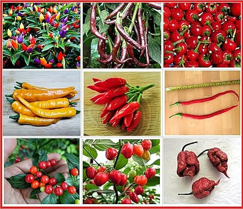Chili Set 9 scharfe Sorten - Chilisamen - Ohne Gentechnik und 100% samenfest - in Deutschland angebaut - handverlesenes Saatgut
