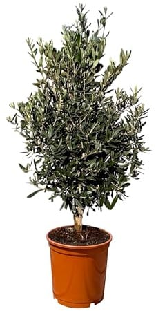 Olivenbaum Olea Europaea Strauchform Immergrün Winterhart bis -18°C ideal für Garten & Balkon