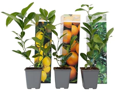 Plant in a Box - Citrus pflanzen Mix - 3er Set - Zitronenbaum, Orangenbaum, Limettenbaum - Topf 9cm - Höhe 25-40cm