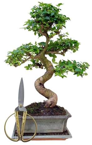 Genki-Bonsai Starterset Chinesischer Liguster ca. 30–35 cm – 3-teiliges Bonsai Komplettset mit Schere & Untersetzer – pflegeleichter Indoor-Zimmerbonsai für Anfänger & Fortgeschrittene