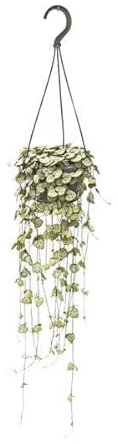 Leuchterblume Ceropegia woodii – Zimmerpflanze – Ø14cm – 50cm – pflegeleichte Hängepflanze mit dekorativen Ranken – ideal für Wohnzimmer, Büro & Fensterbank