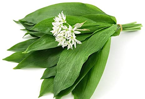 50 Samen Knoblauchsamen – antiker aromatischer Garten – reproduzierbare bäuerliche Saatgut – halbwild