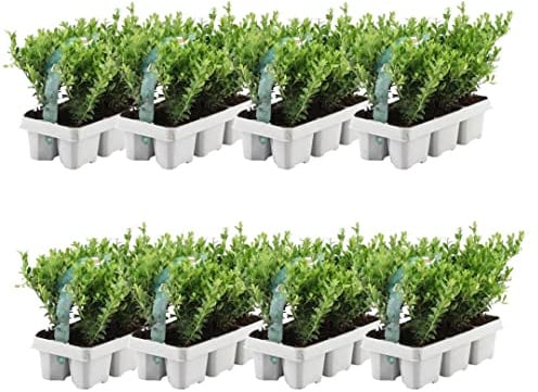 Plants by Frank | 48 Stechpalme | Heckenpflanzen Winterhart | 48 x Ø7 cm - 15 cm Ilex Crenata Jenny | Heckenpflanzen | Buchs Ersatz | Buchsbaum Ersatz