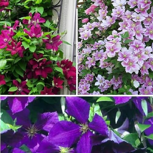3 x Clematis Mix - Rot (Rouge Cardinal), Rosa (Piilu) & Blau (Jackmanii)