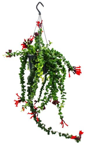 Lippenstiftpflanze - Schamblume - Aeschynanthus 'Rasta' - hängende Pflanze im 15cm Ampeltopf