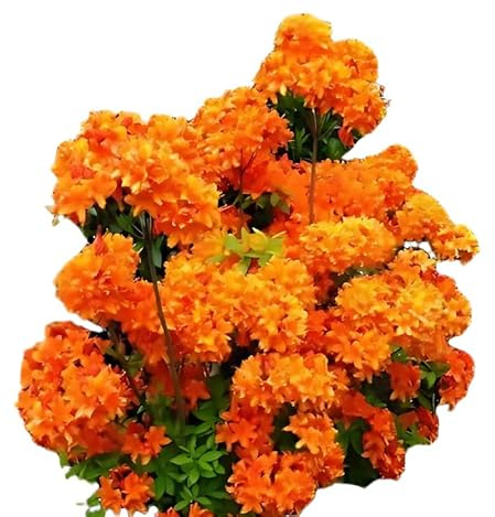 bronzegelb blühende Garten Azalee Rhododendron luteum Golden Eagle 30-40 cm hoch im 5 Liter Pflanzcontainer