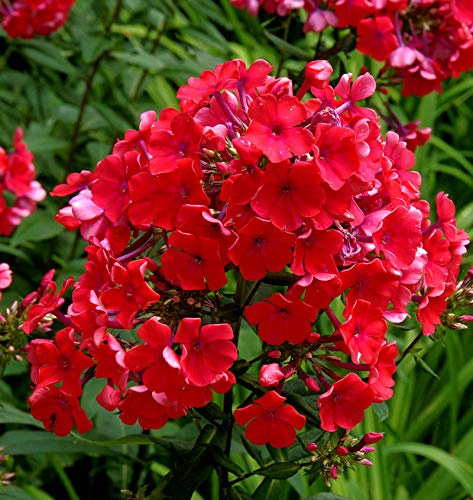 Hohe Flammenblume Starfire - Phlox Paniculata - lebende Gartenpflanze aus den Baumschulen