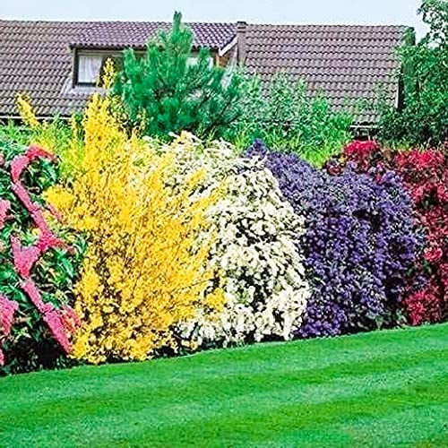 5 x Blühende Strauchpflanzenmischung | Ganzjähriger farbrobuster Garten im Freien
