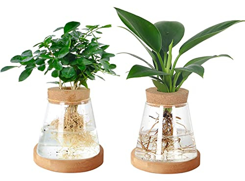 YWNYT Anzuchtstation, Glaspflanzen-Terrarium, Pflanzgefäß, Wasserstation, Glasvase für Hydrokultur, Heimbüro, Tischdekoration, 2 Stück