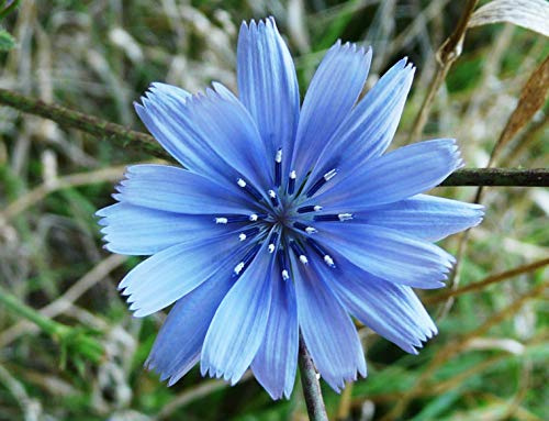 100 Endiviensamen oder gemeiner Chicorée (Cichorium Intybus)