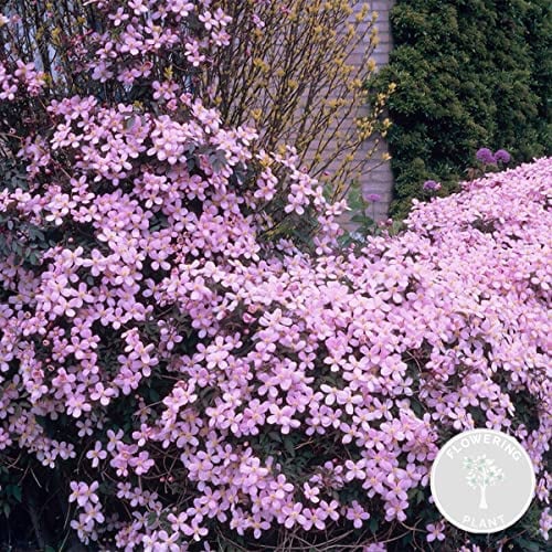 Bloomique - Clematis Montana Rubens - Waldrebe - Hellrosa - Kletterpflanzen - Gartenpflanzen - Winterhart - Höhe 50-70 cm - Topf 15 cm