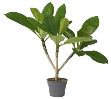 Plant in a Box - Plumeria Hawaiian - Höhe 45-55cm - Frangipani - Blühende Zimmerpflanze - Tropische Pflanze - Topf 17cm