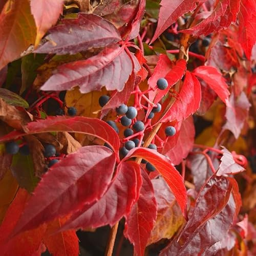 Wilder Wein 'Engelmannii' - Parthenocissus quinquefolia 'Engelmannii' - 50-60 cm Topf - Herbstfärbende Kletterpflanze