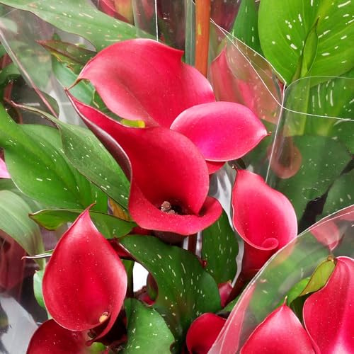 Calla/Zantedeschia Red Charm ® 1 Blumenzwiebel/Knolle