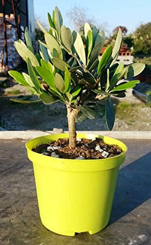 Olivenbaum Olea Europea Stämmchen 20 cm – Formgehölz für Garten, Terrasse & Balkon – Pflegeleicht, Winterhart & Dekorativ