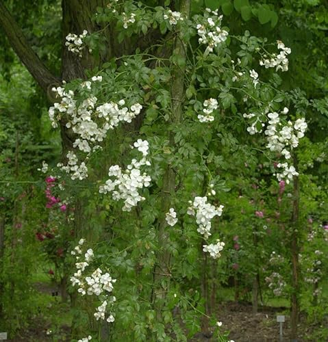 Kletterrose Sanders White Rambler 30-60cm - lebende Gartenpflanze aus den Baumschulen