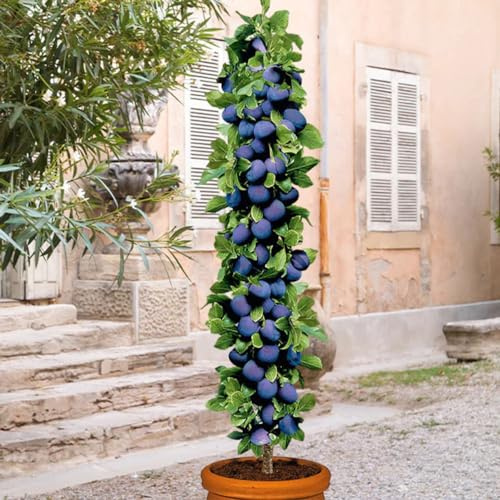Pflaumenbaum - Säulenobstbäume - 80/90 cm hoch - Ideal für Balkon, Terrasse, Kleiner Garten - Platzsparende Säulen - Geeignet in Töpfen und Freiland - winterhart