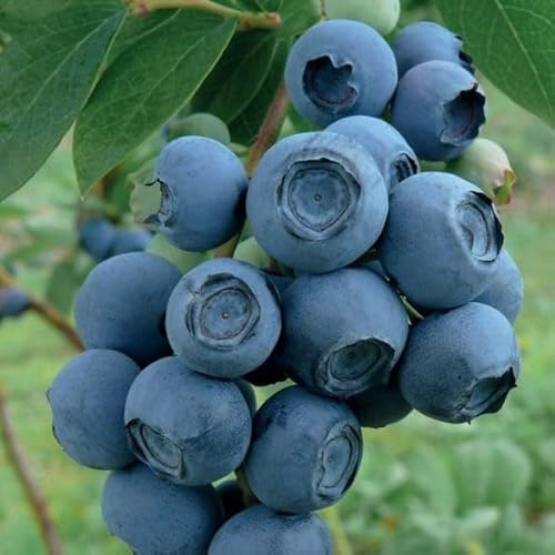 Frühe Heidelbeere Patriot 1L Garten Pflanze mit Schönen Blüten - Die Perfekte Dekoration für Ihr Grundstück - Für Anfänger und Professionelle Gärtner - Leckeres und Gesundes Obst