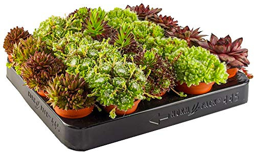Gardeners Dream 20er 'Sempervivum' Sukkulenten Topf Set - Hauswurz Echte Pflanzen Winterhart Mix - Bodendecker Winterhart Mehrjährig Sortiment - Winterharte Kübelpflanzen - Steingarten Pflanzen Set