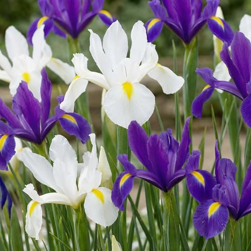 Schwertlilien Winterhart Mehrjährig - Holländische Iris Paradise Blumenzwiebeln - 50 Zwiebeln - Pflanzen aus Holland für Garten und Topf (große Knollen, kein Samen)