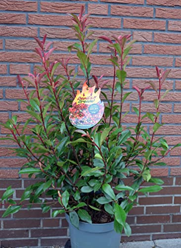 immergrüne Glanzmispel Photinia fraseri Devil's Dream -R- 80-100 cm hoch Solitär im 10 Liter Pflanzcontainer