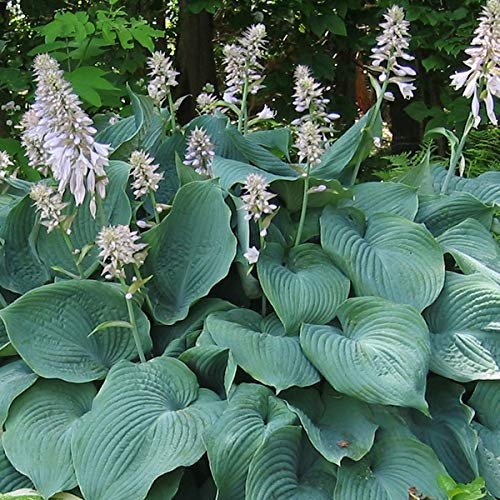 6 x Funkie 'Blue Angel' - Hosta 'Blue Angel': Blaue Blätter mit eleganten Blütenrispen.
