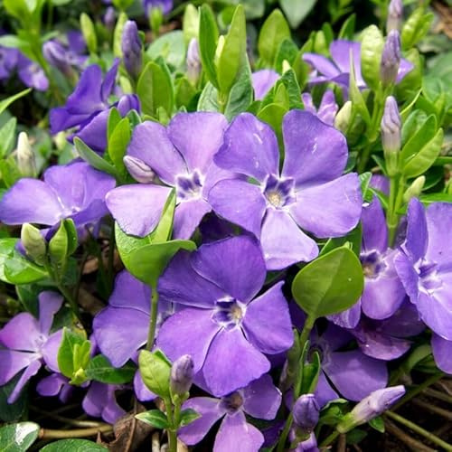 Vinca minor Kleines Immergrün, 12 Stück, 9-cm-Topf | Bodendecker
