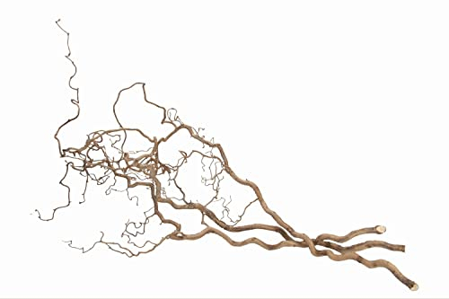 NaDeco Korkenzieher-Zweig, 3 Stück im Bund, ca. 100-120cm | Verschnörkelter Deko AST | Korkenzieherhasel | Haselzweige | Schöner Osterzweig | Sitzstange für Wellensittiche | Dekozweige für Bodenvaseㅤ
