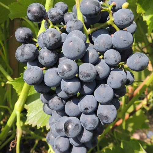 Weinrebe Cabernet Cantor 2L - Perfekt für die Weinproduktion