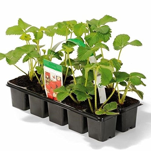 Erdbeere Sorte Ostara Erdbeerpflanze immertragend sehr aromatisch für Frischverzehr 10-er Tray