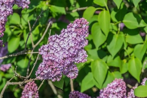 Gemeiner Flieder Syringa vulgaris Pflanze 45-50cm gewöhnlicher lila Flieder