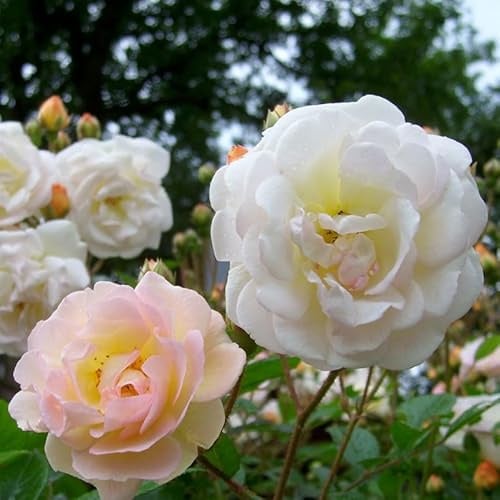 Ramblerrose „Ghislaine de Feligonde" (Premium) - zartlachsgelb blühende Topfrose, im 6 L Topf - frisch aus der Gärtnerei - Pfllanzen-Kölle Gartenrose