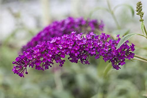 Buddleja davidii 'Royal Red' 125–150 cm – Winterhart, Mehrjährig, Pflegeleicht – Schmetterlingsflieder – Blütenstrauch für Garten & Beet