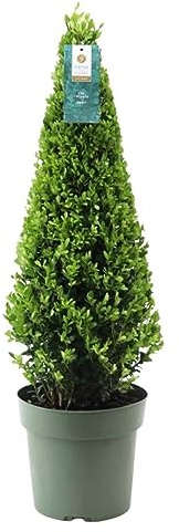 Plants by Frank | Echte Stechpalme Pyramide | 1x Ilex Crenata 'Jenny' Pyramide | 1 Stück | 22 cm Ø Durchmesser | 55 cm Hoch | Buchsbaum Ersatz | Ilex | Gartenpflanzen | Buchsbaum | Herbst Pflanzen