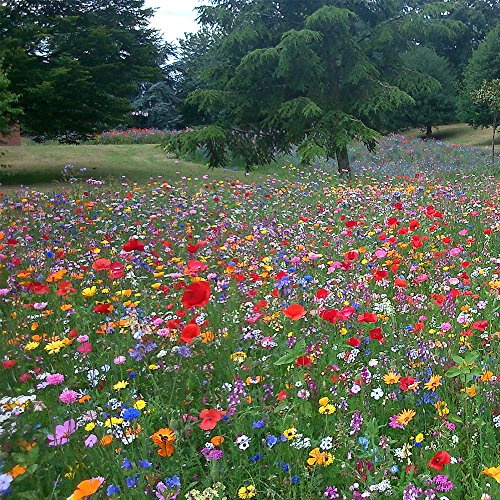 100% Wildblumensamenmischung für einjährige Wiesenpflanzen. Zieht Bienen und Schmetterlinge an.