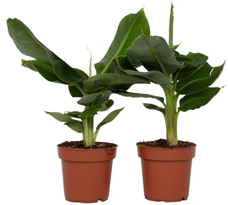 Plant in a Box - Musa Orientalischer Zwerg - 2er Set - Tropische Bananenpflanzen - Bananenstaude - Topf 12cm - Höhe 25-40cm