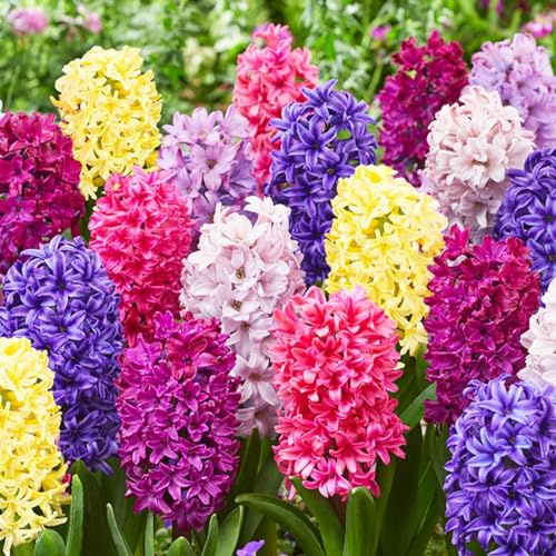 Hyazinthen Zwiebeln Winterhart Mehrjährig - Budget Mix - 15 Zwiebeln - Duftende Blumenzwiebeln - 3 Sorten/Farben - Pflanzen aus Holland - für Garten, Topf, Glas (große Knollen, kein Samen)