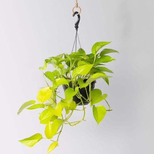 Efeutute 'Golden Pothos' in Blumenampel, Topf-Ø 15 cm