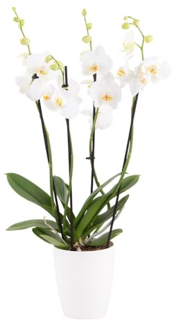 Weiße Orchidee, Topfgröße 12 cm, blühende Zimmerpflanze, Phalaenopsis mit vier Rispen, Höhe circa 60 cm, Orchideenversand, echte Orchidee