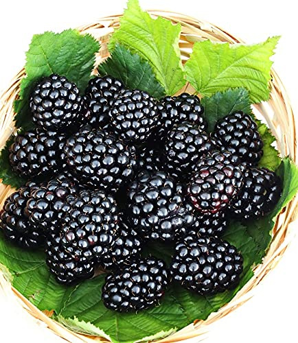 Brombeere `Theodor Reimers´, alte Brombeersorte, aromatisch, 60-100cm im Topf