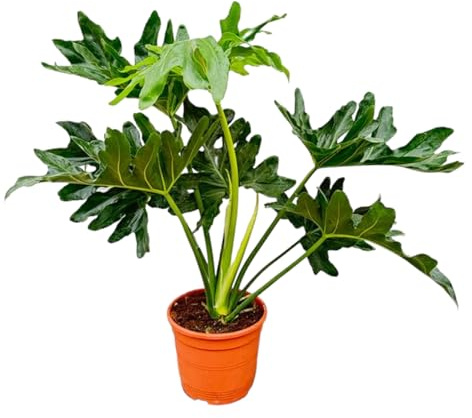 Trendyplants - Philodendron Selloum - Spitzenbaum Philodendron - Zimmerpflanze - Höhe 70-90 cm - Topfgröße Ø22cm