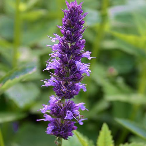 6 x Anis Duftnessel - Agastache Foeniculum Topf 9x9cm: Anisduft und hübsche Blüten.