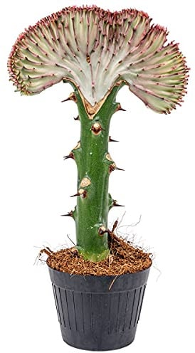Bloomique - Euphorbia Lactea Cristata - Hahnenkamm-Wolfsmilch - Zimmerpflanzen - Luftreinigend - Tierfreundlich - Pflegeleicht - Höhe 20-30 cm - Topf 11 cm
