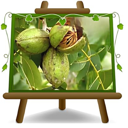 EURO PLANTS VIVAI – Pecan Walnuss Sorte Cheyenne – Obstpflanze, Alte Sorte im Topf 20x26 cm – Höhe ca. 120–140 cm – Alter 2 Jahre – Italienische Baumschule