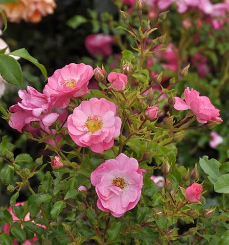 Bodendeckerrose Neon 20-30cm - lebende Gartenpflanze aus den Baumschulen