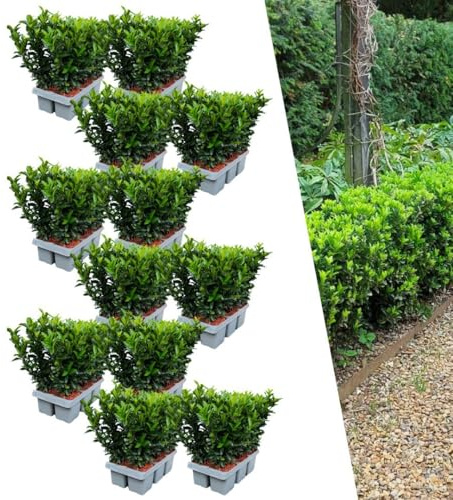 Plants by Frank Euonymus Japonicus Green Spire, 72 Stück, Ø 15 cm | Japanischer Spindelstrauch Grün Heckenpflanzen, Buchsbaum Ersatz Winterhart, Immergrüne Hecke, Topf 15 cm, Höhe: 15 cm