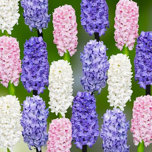 Hyazinthenzwiebeln 40 x 'Rainbow Collection ' - The Bulb Farmers - Fruhjahr - in den Niederlanden gezuchtet - Hyazinthen Zwiebeln - Blumenzwiebeln