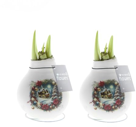 Bloomique - 2er-Set - Amarylliszwiebel in Wachs - Weihnachtshaus - Weihnachtsdeko - Blumenzwiebel - Höhe 15-25 cm bei Lieferung - Wächst auf 40-60 cm